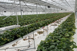 [NSP PHOTO]울진군, 딸기재배농가 맞춤형 컨설팅으로 경쟁력 제고