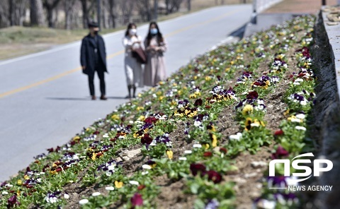 [NSP PHOTO]장수군, 봄꽃 본격 공급...한누리전당 봄꽃으로 새 단장