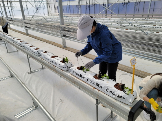 NSP통신-화성시농업기술센터 관계자들이 멜론 3기작 재배를 위한 실증시험을 하는 모습. (화성시)