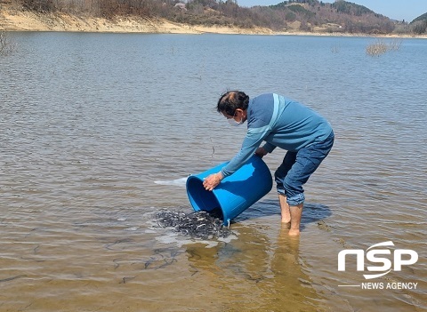 [NSP PHOTO]진안군, 용담호에 뱀장어 치어 2만2천여 마리 방류