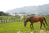 [NSP PHOTO]한국마사회, 씨암말 농가 대상 승용마 번식지원 사업 신청접수