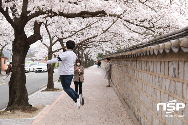 NSP통신-경주시 벚꽃 나들이객 사진촬영 모습. (경주시)