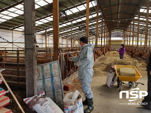 [NSP PHOTO]진안군, 상반기 구제역 일제접종 실시