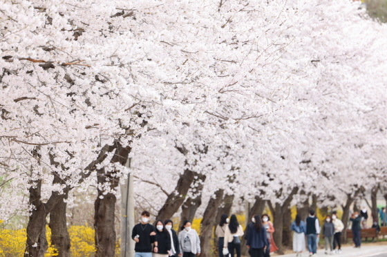 NSP통신-백운호수 주변으로 만개한 벚꽃을 보러온 시민들로 북적이고 있다. (의왕시)