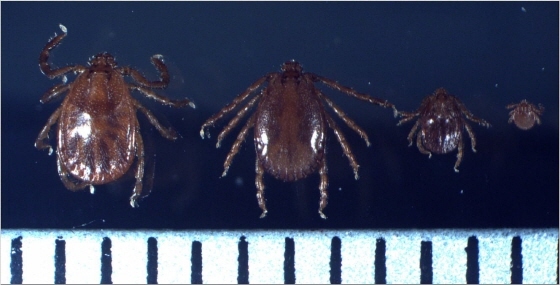 NSP통신-작은소피참진드기, 왼쪽부터 암컷, 수컷, 약충, 유충(눈금한칸 1㎜). (평택시)
