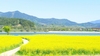 [NSP PHOTO]광양시, 섬진강변 노란 유채꽃 물결 한창
