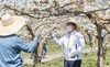 [NSP PHOTO]오세현 아산시장, 배꽃 인공수분 일손 돕기 참여