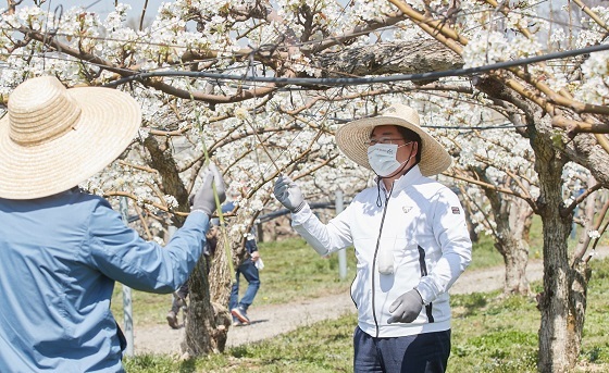 NSP통신-▲오세현 시장이 배 농가를 방문해 배꽃 인공수분 일손 돕기에 나섰다. (아산시)