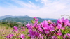 [NSP PHOTO]광양시, 백운산 국사봉 핑크빛 철쭉으로 물들다