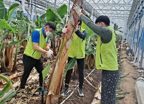 [NSP PHOTO]전남농협, 아열대 농산물 재배농가 일손돕기 구슬땀