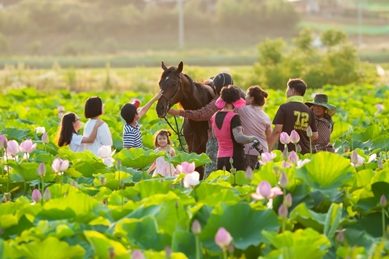 NSP통신-말사진공모전 당선작 정백호 작가 연꽃길 산책 (한국마사회)