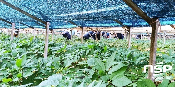 [NSP PHOTO]진안군, 인삼뿌리썩음병 예방 전용 미생물 공급 본격화