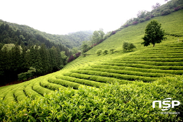 NSP통신- (보성군)