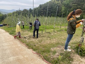 [NSP PHOTO]장수군, 영농철 일손돕기 구슬땀