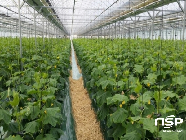 NSP통신-경상북도농업기술원은 농림축산식품부 등 3개 부처가 공동으로 주관하는 스마트팜 다부처 패키지 혁신기술개발 사업에 3개 과제가 선정돼 협약을 완료했다고 밝혔다. (경상북도)