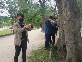 [NSP PHOTO]담양군,  관방제림 내 푸조나무 생육 상태 꼼꼼히 챙긴다