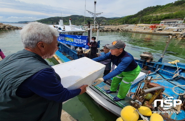 NSP통신-영덕군이 수산자원 회복과 코로나19 확산으로 위축된 어촌계를 지원하기 위해 지난 11일부터 18일까지 어린 전복 21만미와 해삼 종자 40만미를 마을어장 일원에 방류했다. (영덕군)