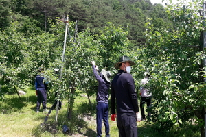 [NSP PHOTO]영덕군 물관리사업소·환경사업소, 농촌일손돕기 실시