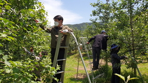 [NSP PHOTO]의성군의회, 옥산 사과 농가에서 농촌일손돕기 실시