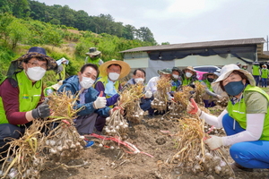 [NSP PHOTO]농협금융지주 경영기획부문 임직원, 농촌 일손돕기 실시