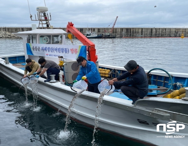 NSP통신-지난달 31일 울릉군은 수산종자배양장에서 자체 생산한 어린참돔 32만미를 울릉읍 저동, 신흥어촌계 마을어장에 무상 방류 하고있다 (울릉군)