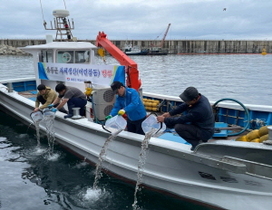 [NSP PHOTO]울릉군, 연안바다 수산자원 조성에 나서...어린참돔 32만미 방류