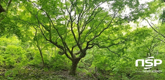 [NSP PHOTO]정읍 내장산 최고 수령 290년 추정 단풍나무, 천연기념물 지정 예고