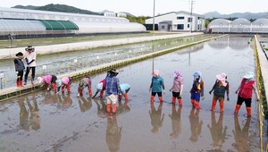 [NSP PHOTO]담양군, 지역특화 벼 품종 개발 박차