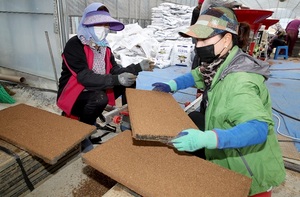 [NSP PHOTO]태안군, 모내기 실패 농가 예비못자리 지원