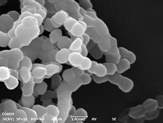 NSP통신-현미경으로 관찰한 녹차유산균 이미지. (아모레퍼시픽)