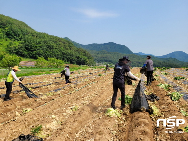 NSP통신-영덕군 창수면은 본격적인 영농철 상황에서 일손부족이 극심해 영농인력 확보에 어려움을 겪고 있는 농가에 조금이나마 도움이 되기 위해 지난 8일 배추농장 비닐걷기와 마늘쫑 수확 등 농촌 일손 돕기를 실시했다. (영덕군)