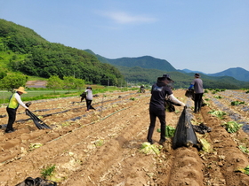 [NSP PHOTO]영덕군 창수면, 농촌일손돕기 실시