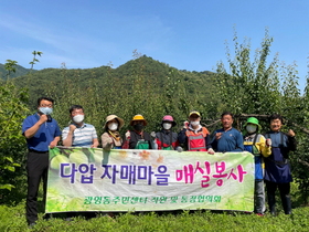 [NSP PHOTO]광양 광영동 통장협의회, 매실 수확 일손돕기