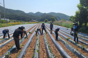 [NSP PHOTO]영덕군청 자치행정과, 농민과 함께 흘리는 구슬땀 농촌일손돕기 전개