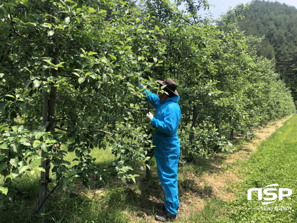 NSP통신-울진군은 과수화상병 발생과 확산을 막기 위해 총력 대응에 나섰다. (울진군)