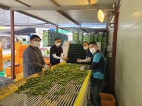 [NSP PHOTO]동광양농협, 고품질 매실수매 현장지원