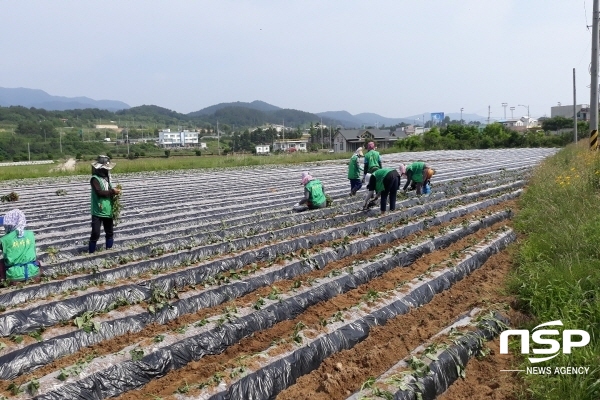 NSP통신-영덕군 병곡면새마을협의회와 새마을부녀회 회원 30여명은 지난 12일 병곡면 고래불해수욕장 인근에 소재한 유휴지(2900㎡)를 활용해 어려운 이웃돕기 기금 조성을 위한 사랑나눔 고구마 심기 행사를 가졌다. (영덕군)