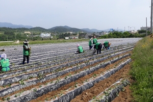 [NSP PHOTO]영덕군 병곡면 새마을회,  사랑나눔 고구마 심기 행사 가져