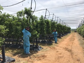 [NSP PHOTO]화성시, 과수화상병 예방 사과·배 재배 265농가 전수조사