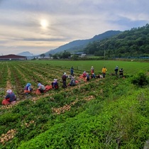 [NSP PHOTO]완주군, 일손부족 농가 농업인력지원 풀가동