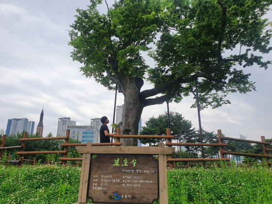 NSP통신-관계자가 영통구 이의동에 있는 보호수(경기-수원-15)를 점검하고 있다. (수원시)