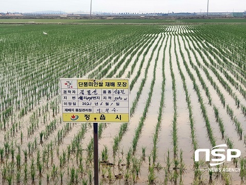 [NSP PHOTO]정읍시, 단풍미인 쌀 경쟁력 높이기 온 힘