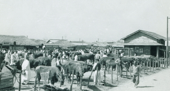 NSP통신-1950년대 수원천 옆 북수동 우시장터에서 활발하게 소가 거래되고 있다. (수원시)