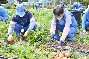 [NSP PHOTO]포스코케미칼, 주말농장서 수확한 감자 포항지역 취약계층 전달