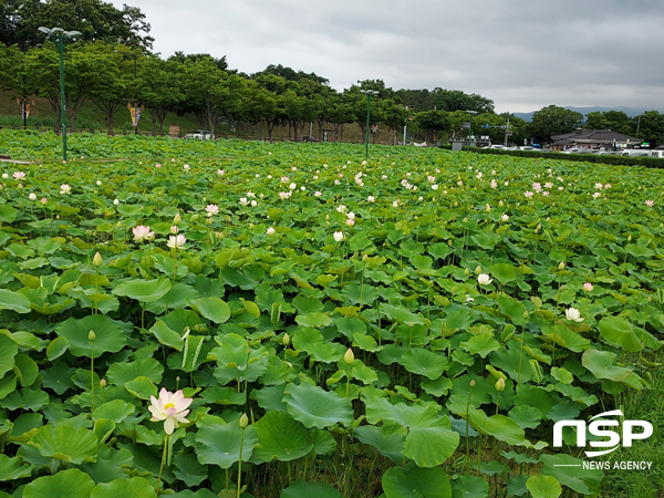 NSP통신-경주시 동궁과 월지 연꽃 개화 모습. (경주시)