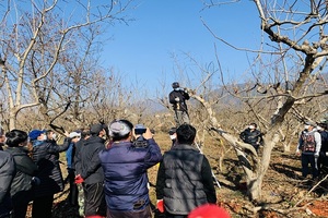 [NSP PHOTO]구례군, 감 정지전정 전문농업인 양성과정 교육생 모집