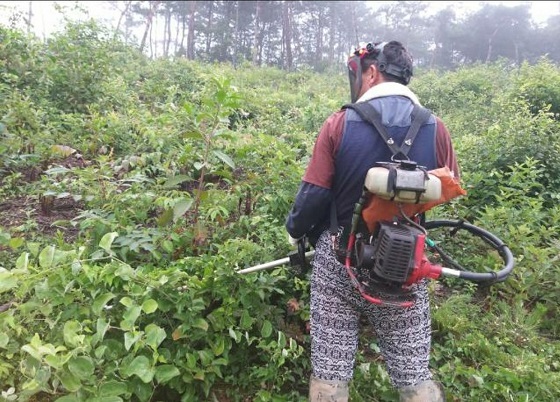 NSP통신-▲청양군이 군내 조림지를 대상으로 풀베기 사업을 추진한다. (청양군)