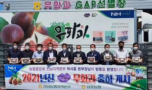 [NSP PHOTO]전남농협, 상큼애 무화과 본격 출하