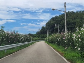 [NSP PHOTO]완주군, 나라꽃 무궁화 만개