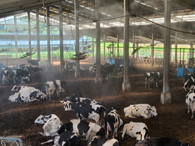[NSP PHOTO]안성시농업기술센터, 무더위 속 가축 생산성 저하 방지 관리요령 당부